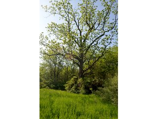 Property photo 82 - LAND AUCTION - 215+/- ACRES OFFERED IN 6 TRACTS IN VAN WERT COUNTY, OHIO